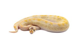 Python regius, champagne pastel